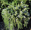 Creeping Rosemary Shrub (4-Pack)