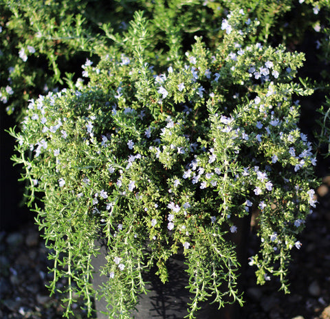 Creeping Rosemary Shrub (4-Pack)