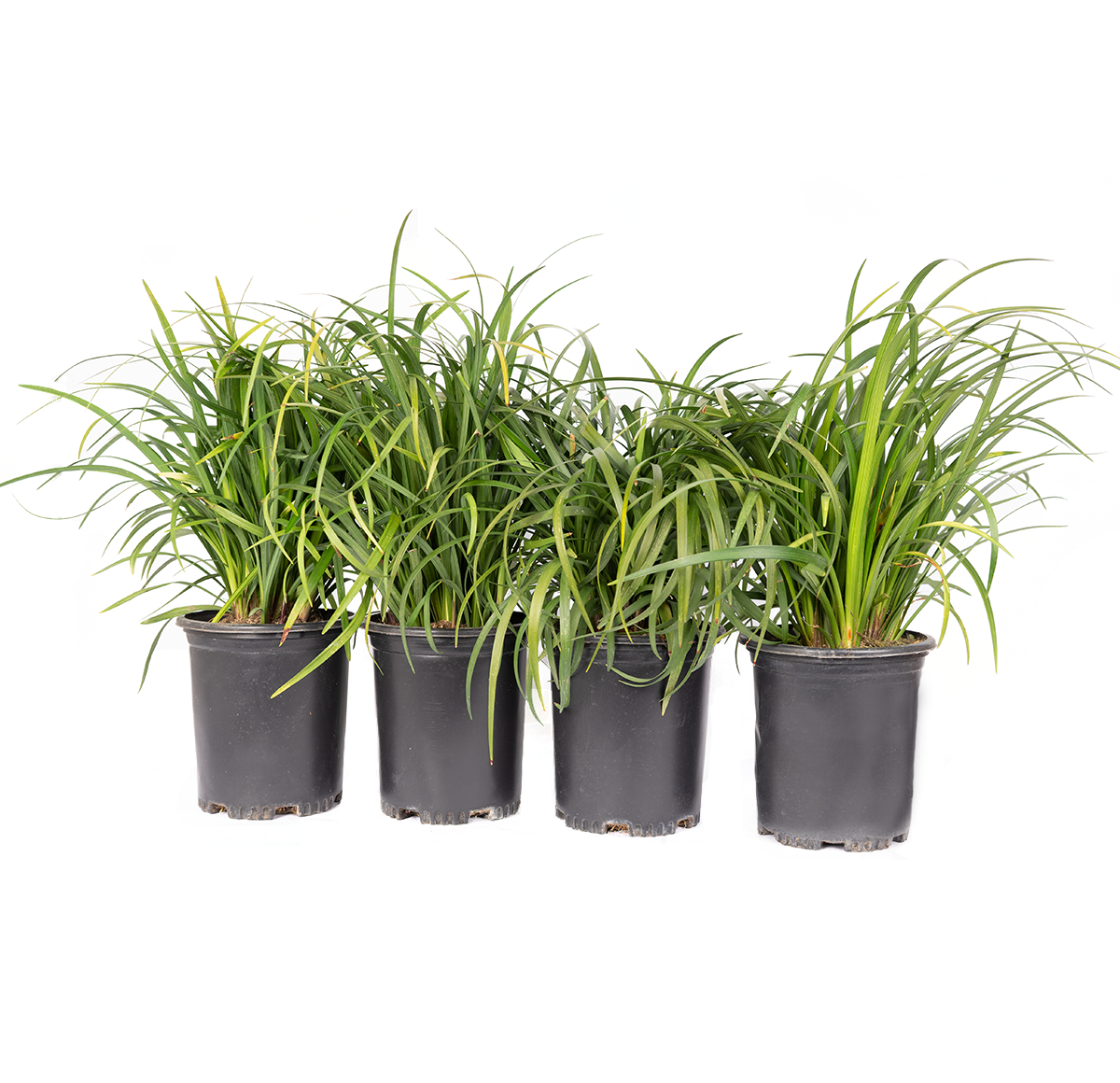 Turf Lily Grass (4-Pack)