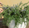 Creeping Rosemary Shrub (4-Pack)