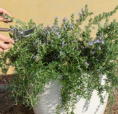 Creeping Rosemary Shrub (4-Pack)