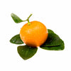 Calamondin Tree