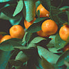 Calamondin Tree