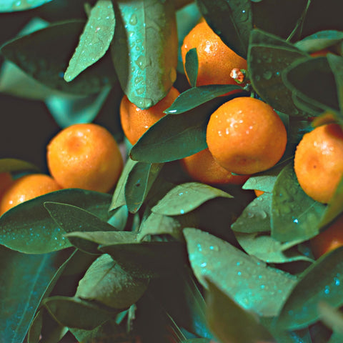 Calamondin Tree