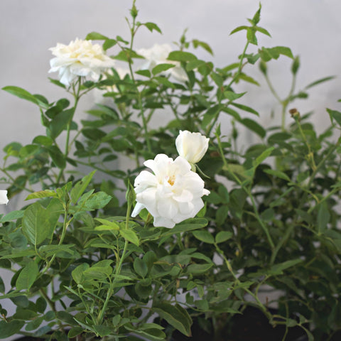 White 'Iceberg' Shrub Rose