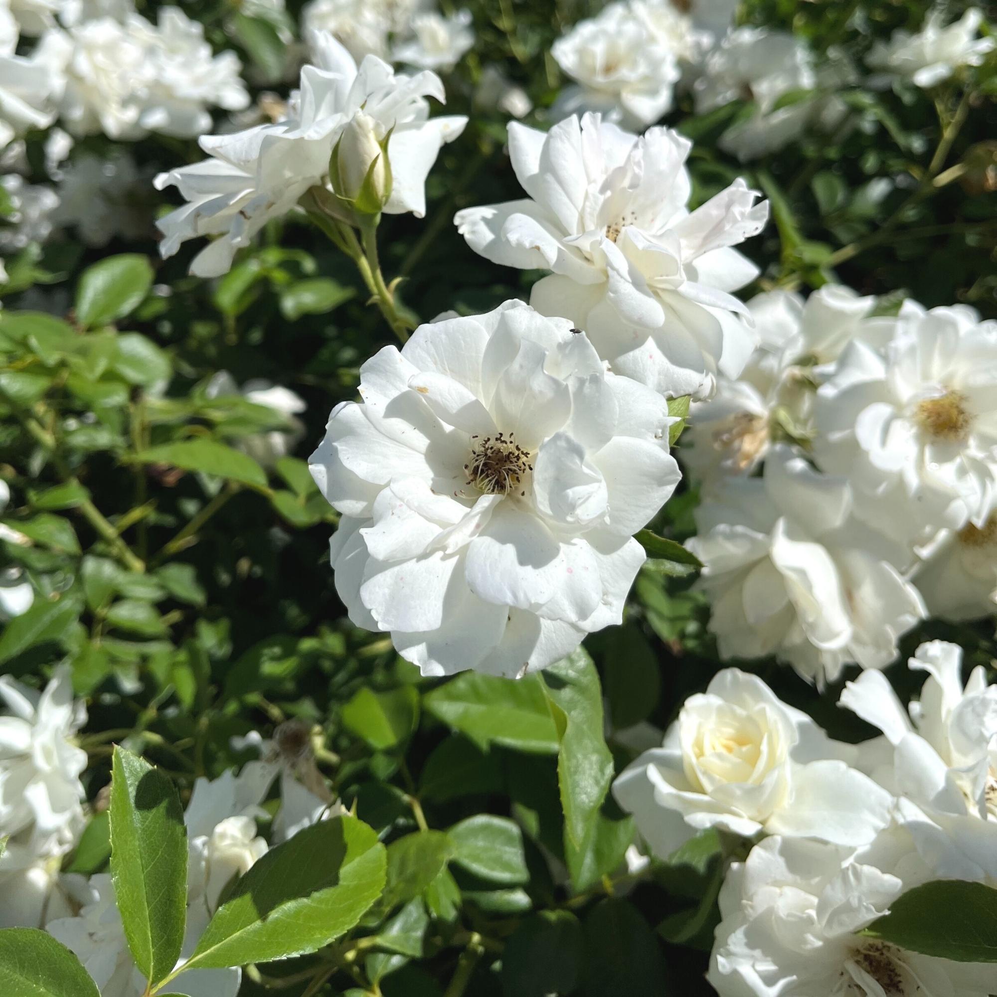 White 'Iceberg' Shrub Rose