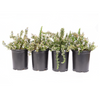 Creeping Rosemary Shrub (4-Pack)