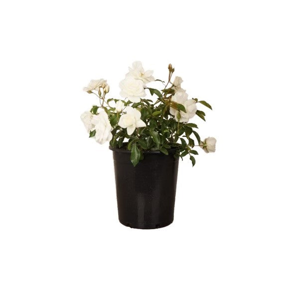 White 'Iceberg' Shrub Rose