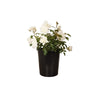 White 'Iceberg' Shrub Rose