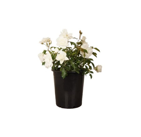 White 'Iceberg' Shrub Rose