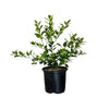 Bearss Lime Tree