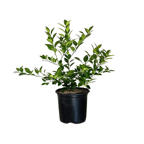 Bearss Lime Tree