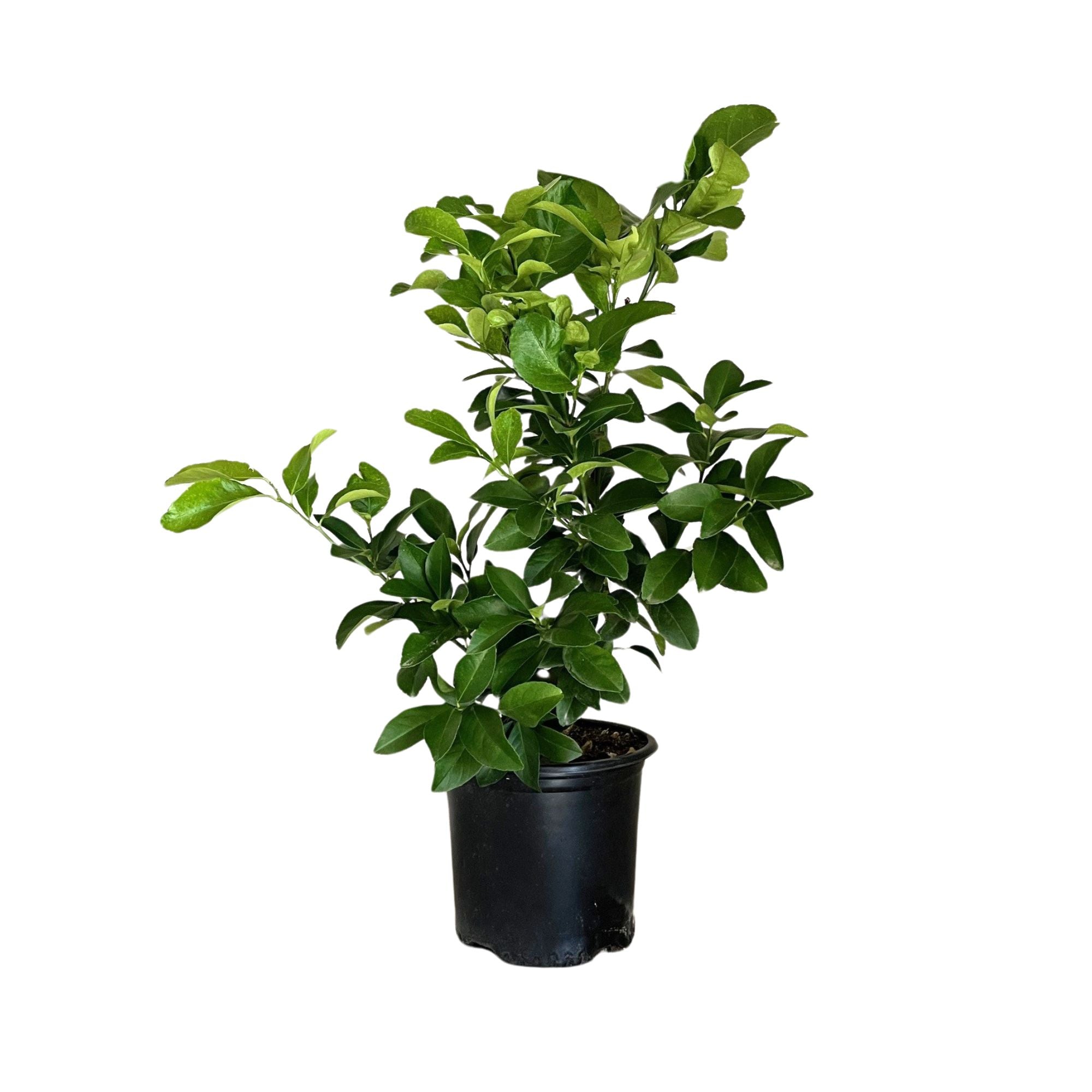 Eureka Lemon Tree