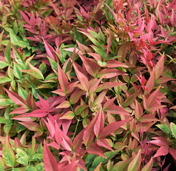 Product Image for 'Gulfstream' Heavenly Bamboo Shrub