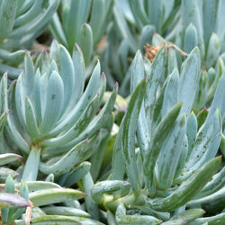 Product Image for 'Blue Chalksticks' Senecio (4-Pack)