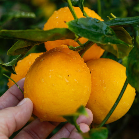 Meyer Lemon Semi-Dwarf Tree