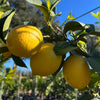 Eureka Lemon Tree