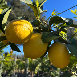 Product Image for Eureka Lemon Tree