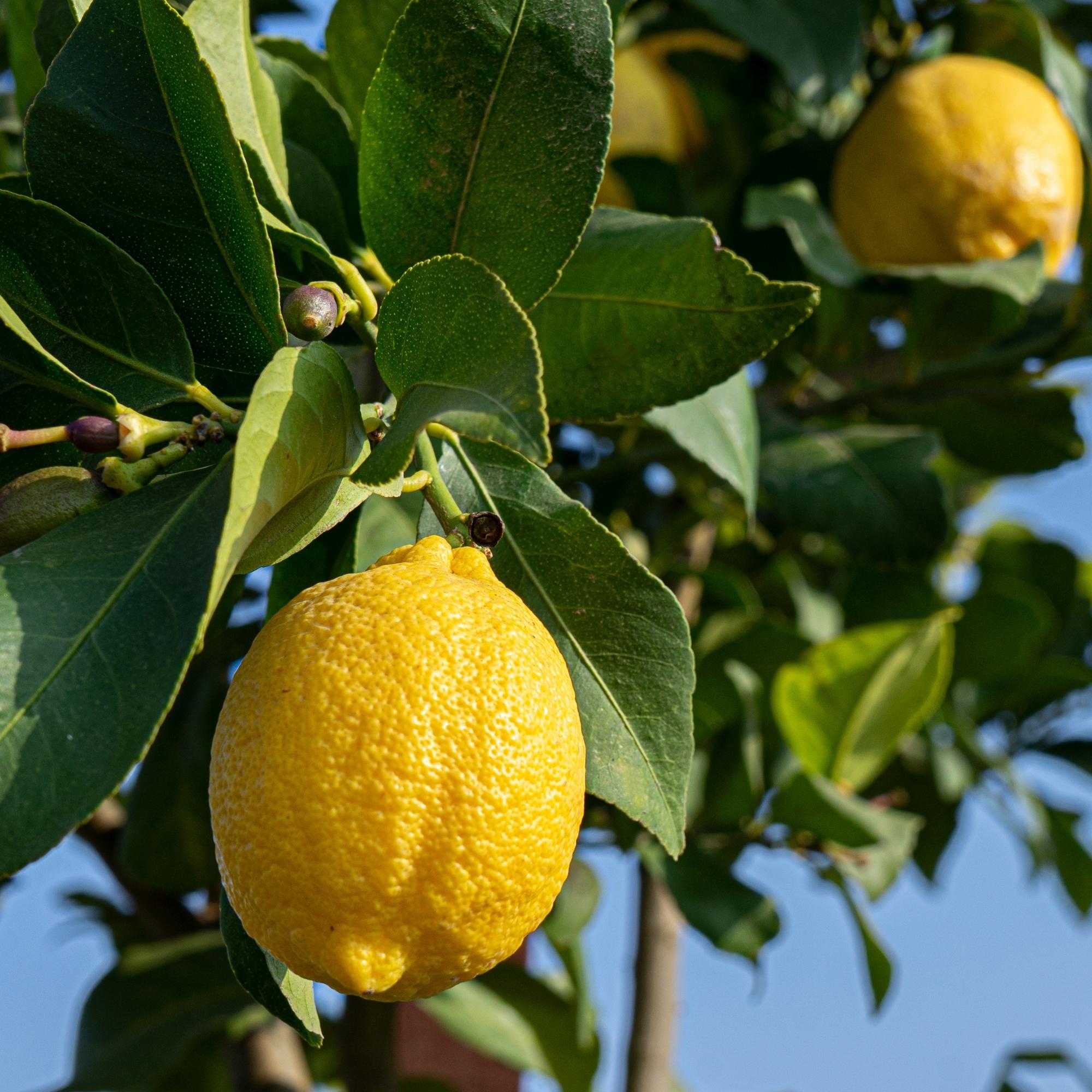 Eureka Lemon Tree