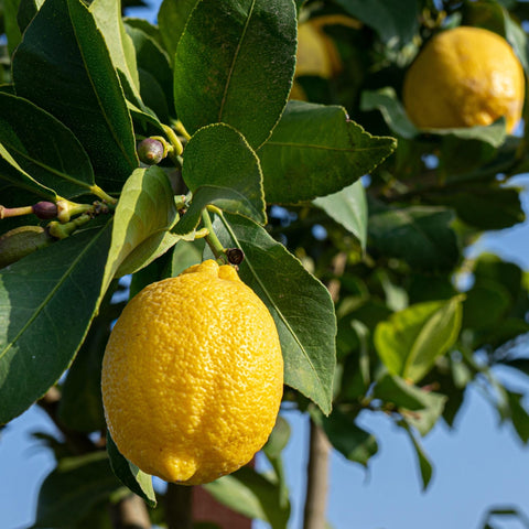 Eureka Lemon Tree