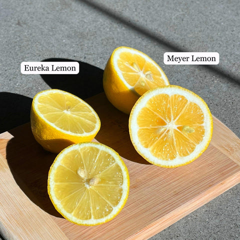 Eureka Lemon Tree