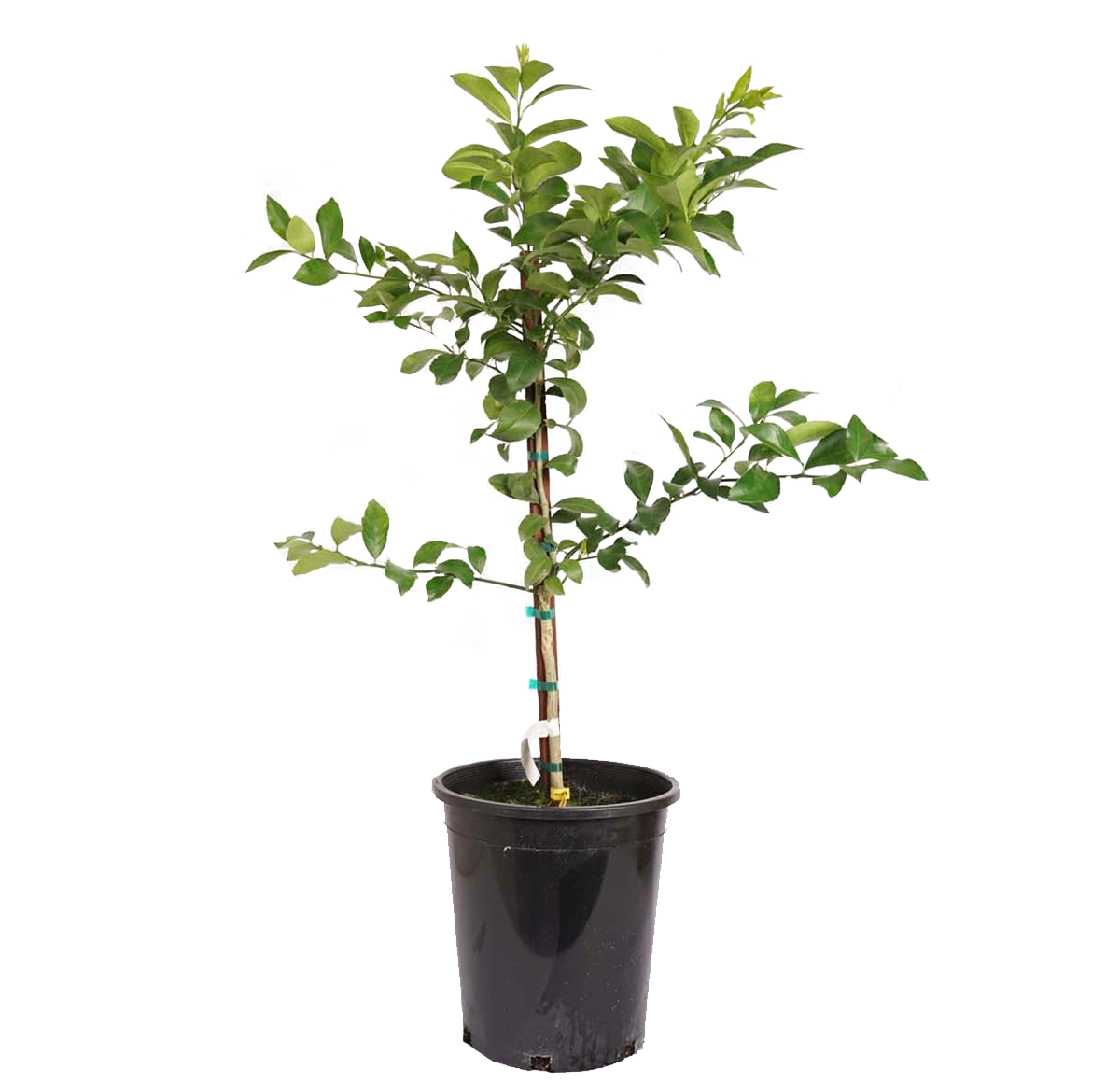 Eureka Lemon Tree