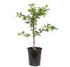 Eureka Lemon Tree