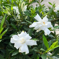 Product Image for Cape Jasmine (4-Pack)