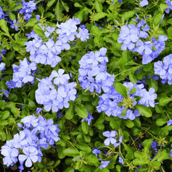 Product Image for 'Royal Cape' Plumbago (4-Pack)
