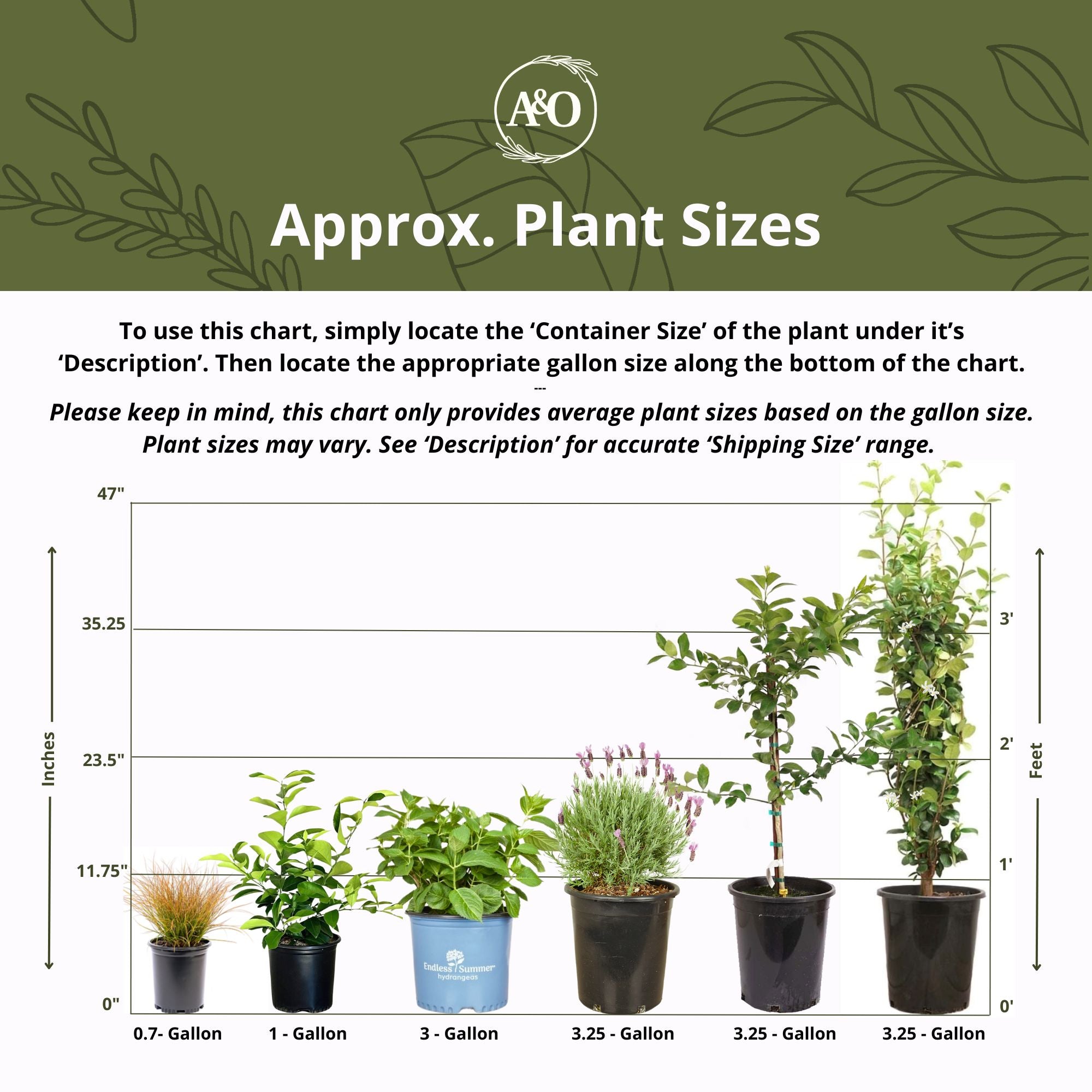 Mirror Bush (4-Pack)