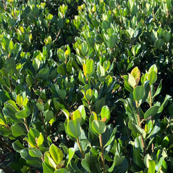 Product Image for 'Jack Evans' Indian Hawthorn Shrub