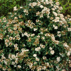 Product Image for Spring Bouquet Viburnum