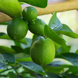 Product Image for Bearss Lime Tree
