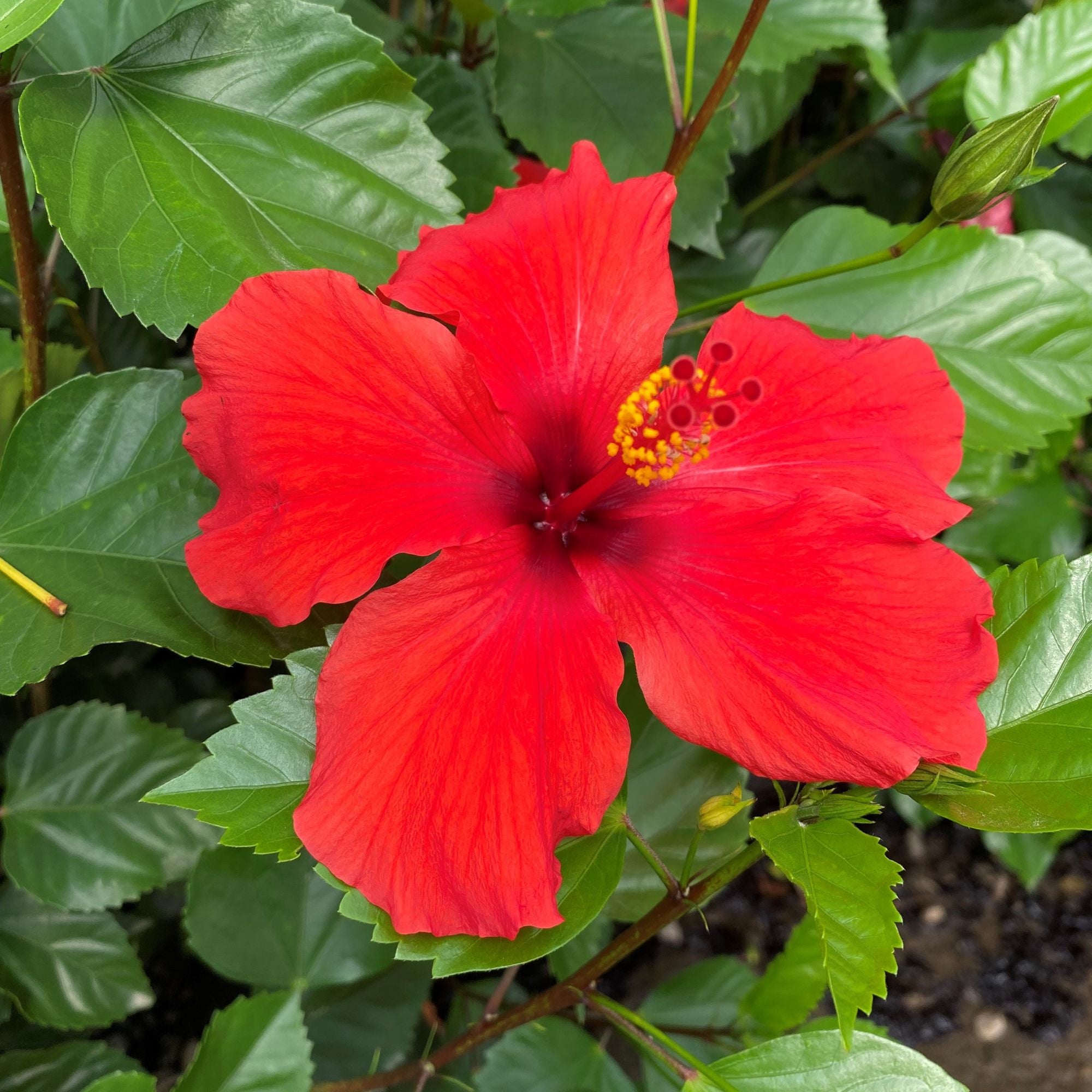 Hibiscus Shrub