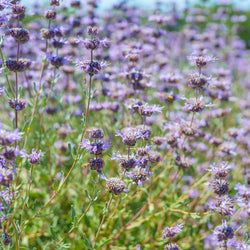 Product Image for Cleveland Sage Bush