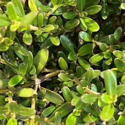 Product Image for Mirror Bush (4-Pack)