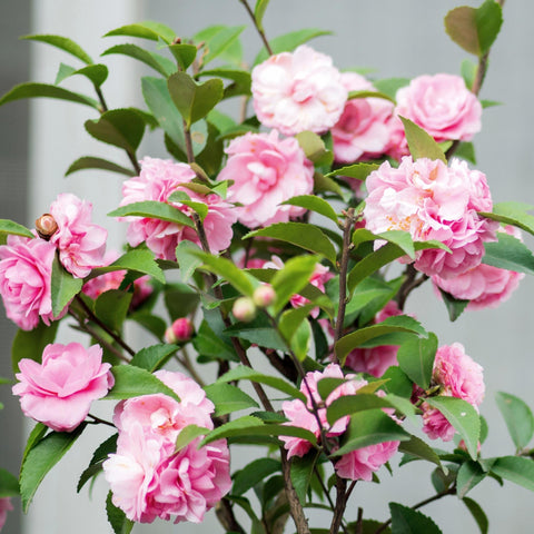 Camellia Shrub