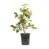 Camellia Shrub