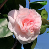 Camellia Shrub