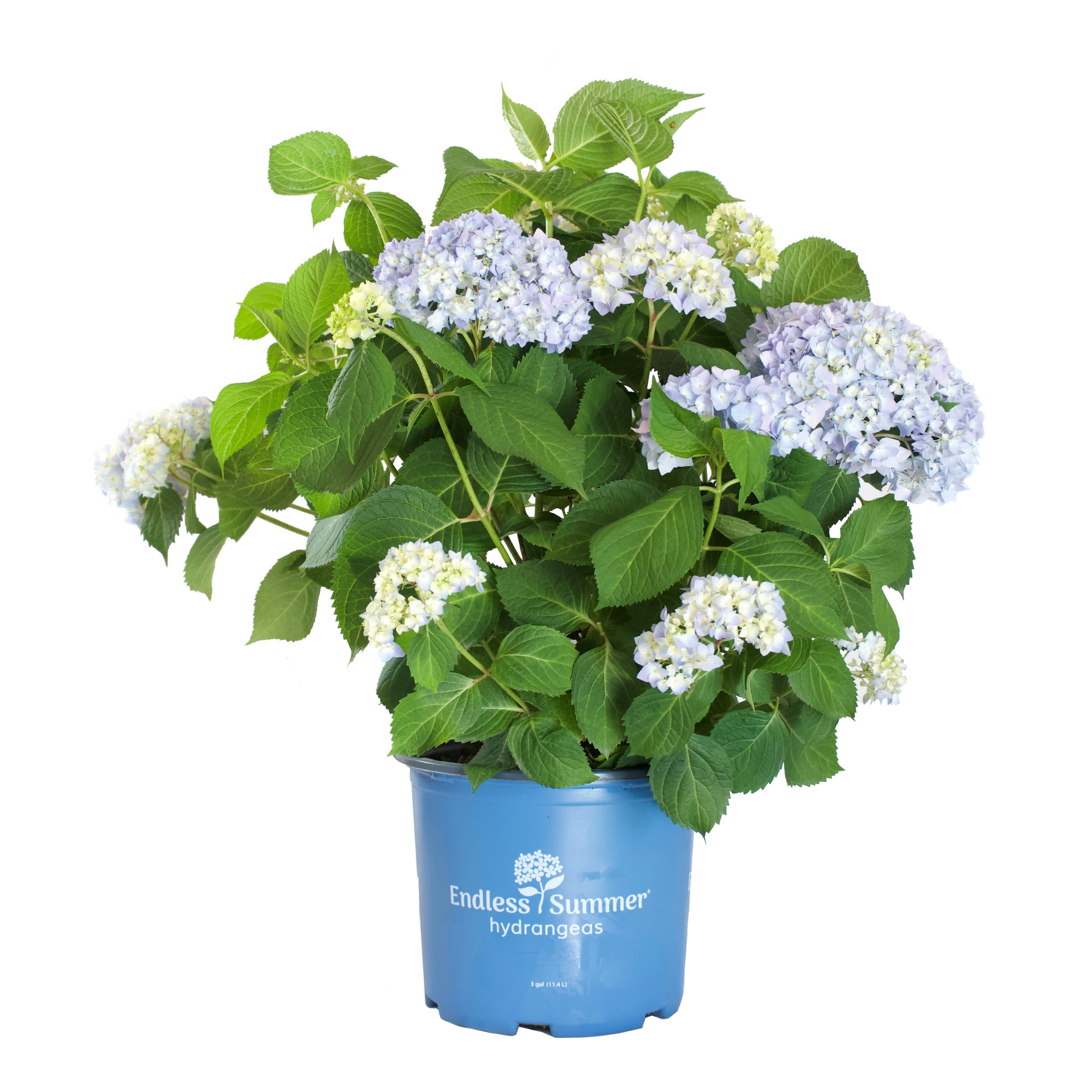 Hydrangea Shrub