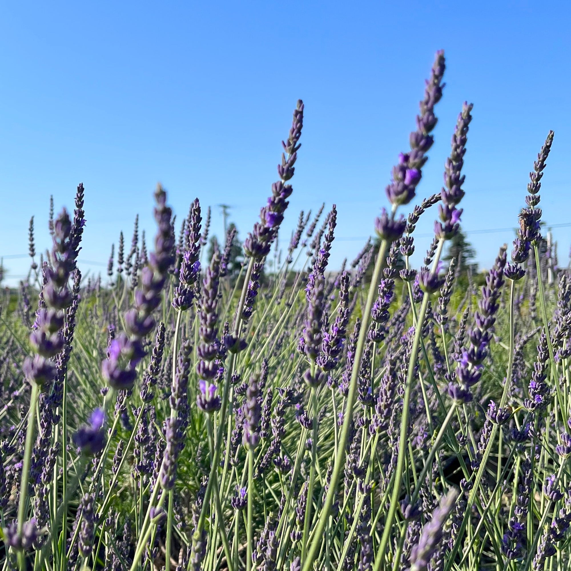 Lavender Plant