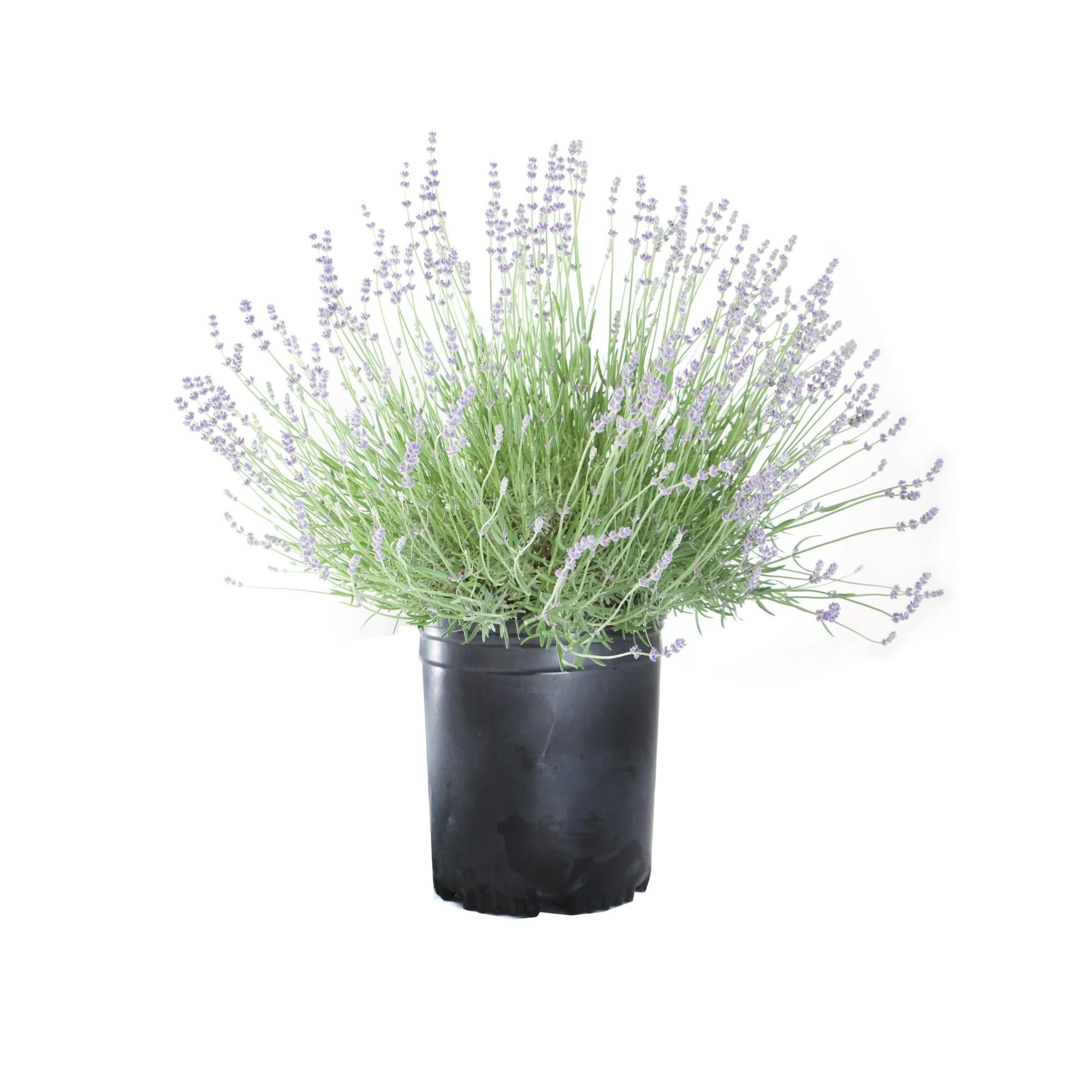 Lavender Plant