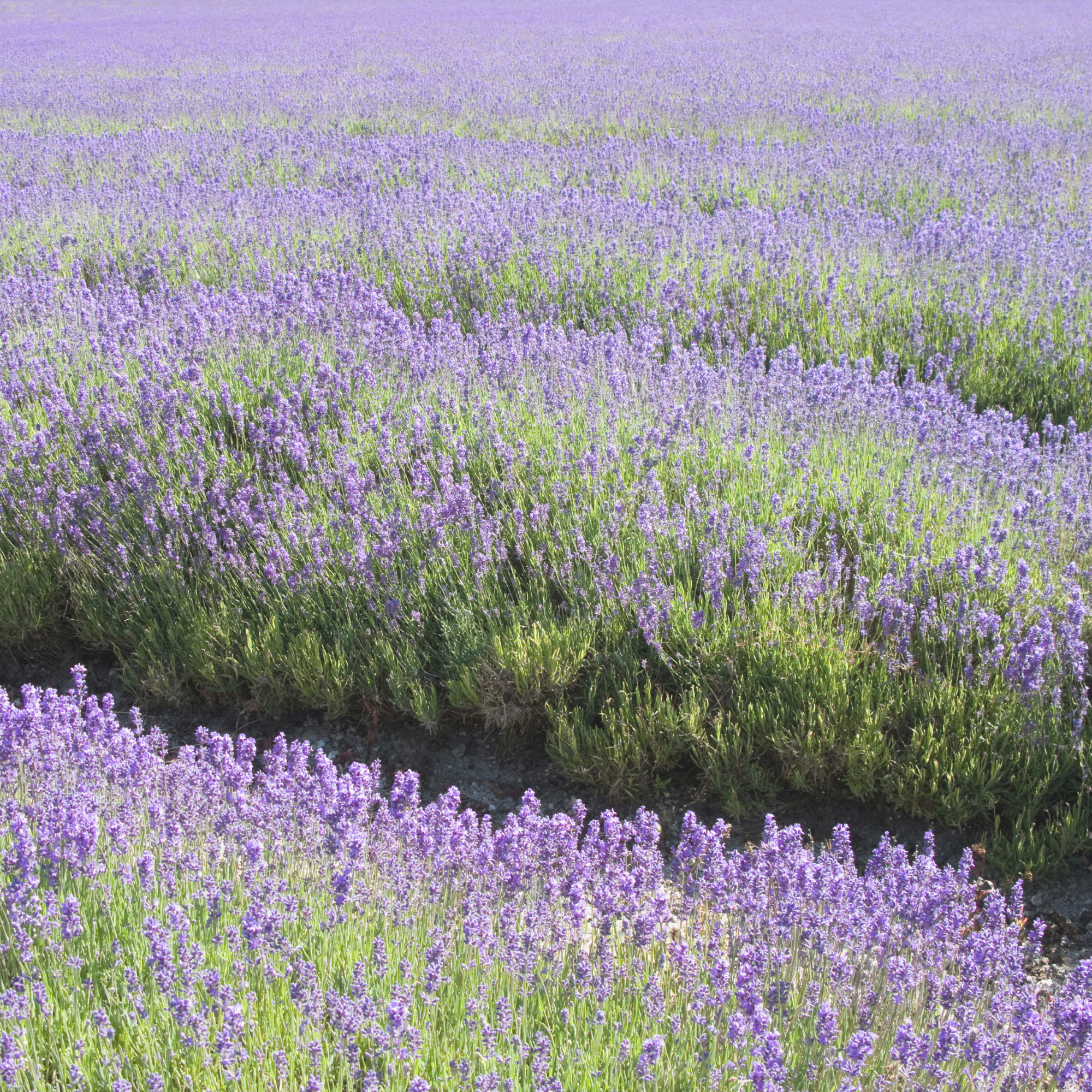 Lavender Plant