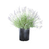 Lavender Plant