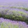 Lavender Plant