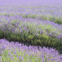 Product Image for Lavender Plant