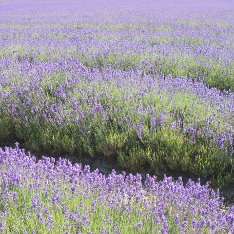 Lavender Plant