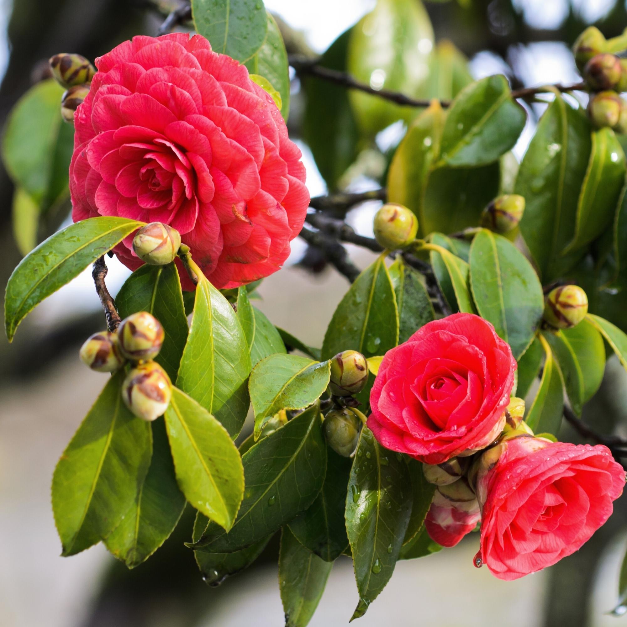 Camellia Shrub