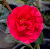 Camellia Shrub