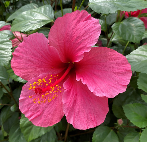 Hibiscus Shrub